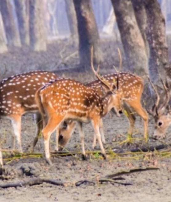 Sundarban Trip